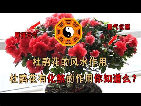 杜鵑 風水|風水師：杜鵑擺放須謹慎